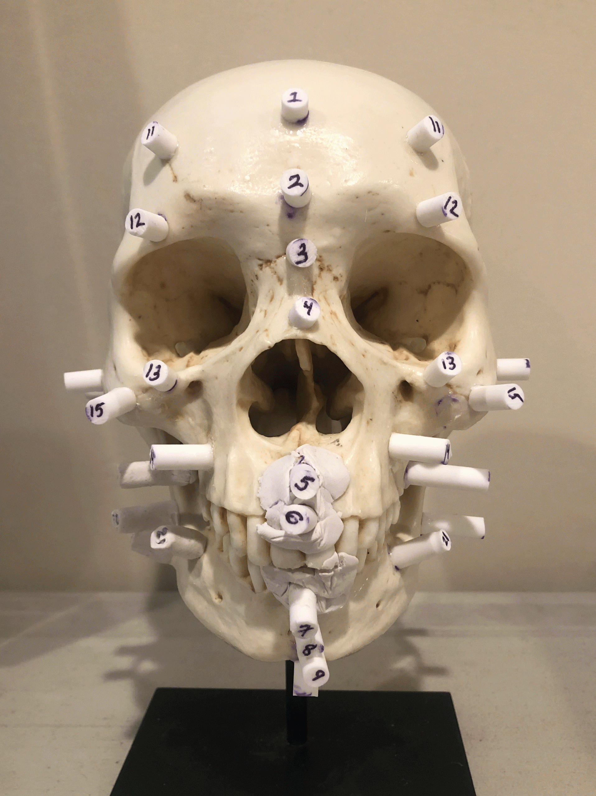 Front-View-Head-Gif