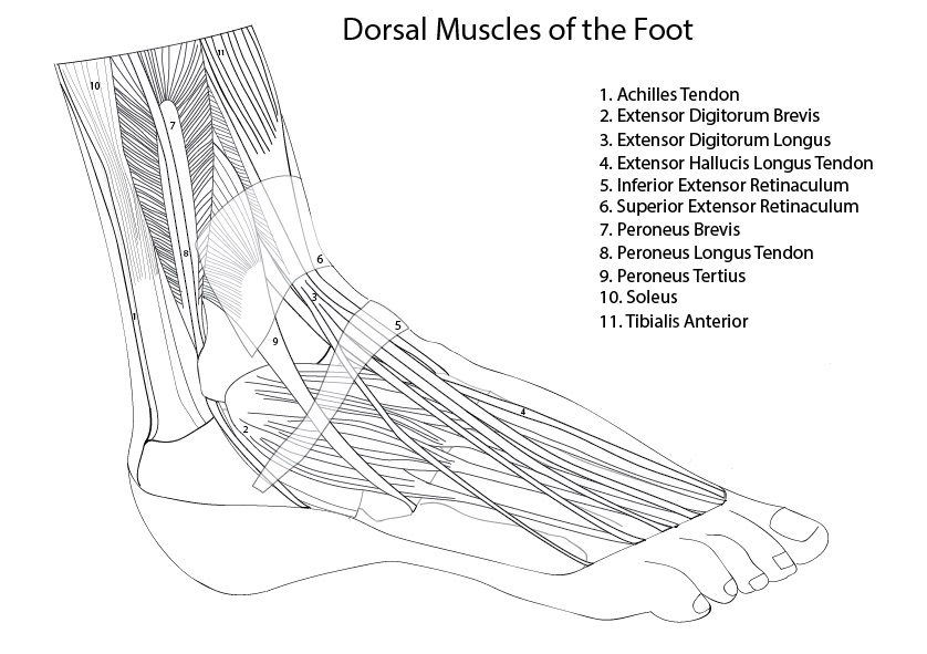 Foot-Muscles